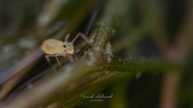 A photograph of a semi-transparent yellow globular springtail walking on the stem of a pond plant.
