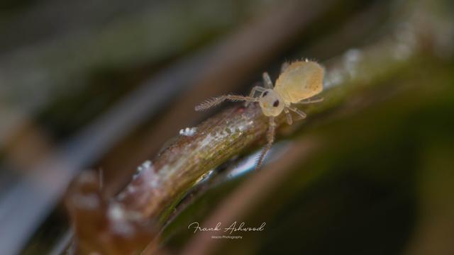 A photograph of a semi-transparent yellow globular springtail walking on the stem of a pond plant.