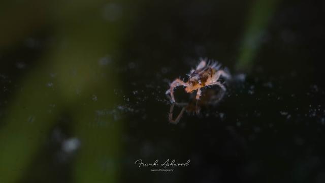 A photograph of a pink and brown, heavily patterned soft-bodied mite walking on the surface of the water.