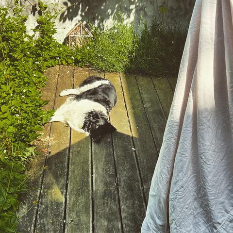 Black and white fluffy dog lying in sun spot on wooden terrace seen behind drying sheet