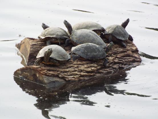 6 red-eared slider turtles perched on a small log surrounded by water.
