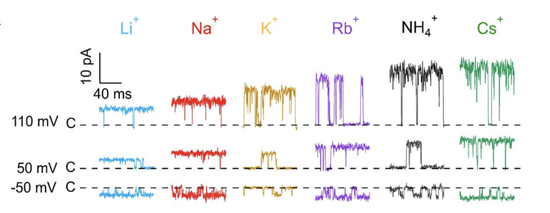 single channel recordings of TRPV1 channel, colour-coded by the permeant ion