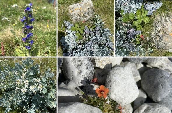Screenshot of several photos of plants growing along seafront walk between Eastbourne and Beachy Head - Vioers Buglow, sea cabbage, scarlet pimpernel and more