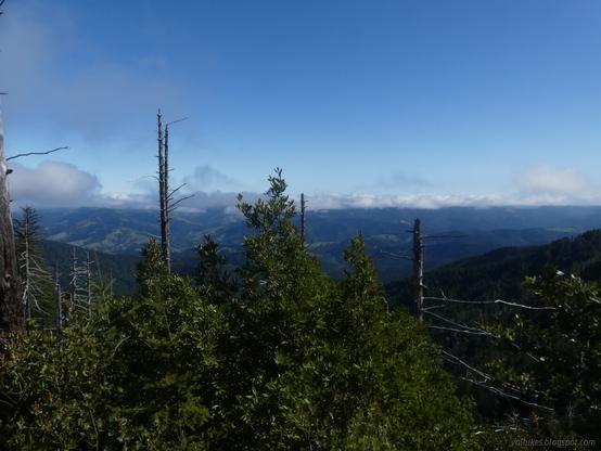 Inland from the King Crest Trail.
Rolling hills with patches of light and dark green are topped with a thin layer of clouds below otherwise blue sky. The foreground contains tree tops, both leafy and dead.