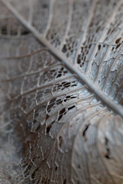 Textures on desiccated ferns