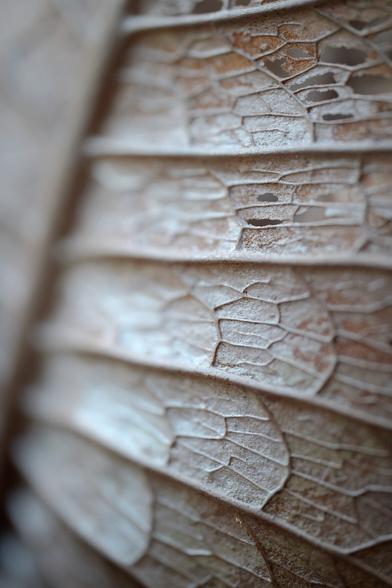 Detailed texture on desiccated fern