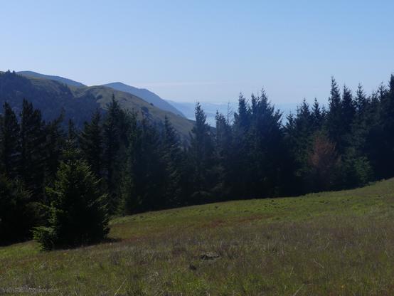 Above Randall Creek on the Cooskie Creek Route. Ridges repeat off into the distance in ever lighter grey-blue colors. In the foreground, grassy hills have a line of Douglas fir. The next hill is also green with a large patch of trees to the left away from the ocean. After that are the vanishing ridges. All is under a blue sky.