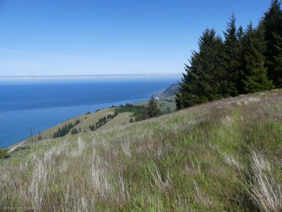 Cooskie Creek Route going north. A faint trail of greener grass is visible on the right as it crosses a grassy hill. Another grassy hill is behind that and a grassy cliff behind that. All have lines of Douglas fir trees cutting up the grass areas.