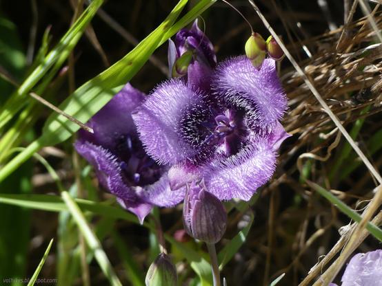 Tolmie's pussy ears. This mariposa lily has three petals of purple with darker purple at the center. Long hairs cover the petals. Between the petals, the sepals are visible. Blue and purple stamen are visible at the center. There is a cluster of three, one still in bud, Grass grows up taller than the little flowers.