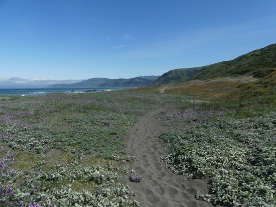 Sandy path through dunes at Mattole Beach. A sandy trail winds between light green plants, some of them showing purple flowers. To the right are green hills and to the left is the Pacific Ocean. Ahead are more hill ranges. It is all under blue sky with a distant fog bank.