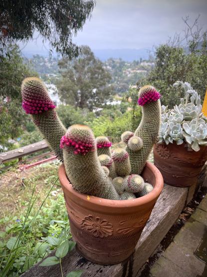 Flowering phallic looking cacti.