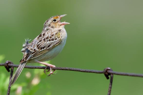A grasshopper sparrow singing on a wire fence.