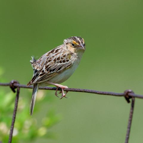 A grasshopper sparrow sitting on a wire fence.