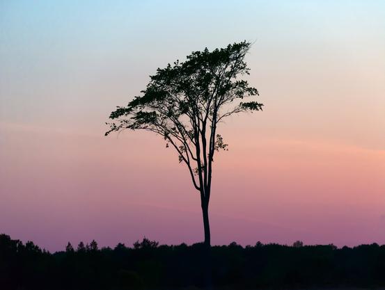 A solitary tree in silhouette against a blue and pink post-sunset sky.