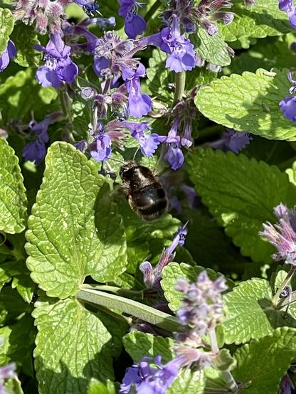 Wild bee on a flower