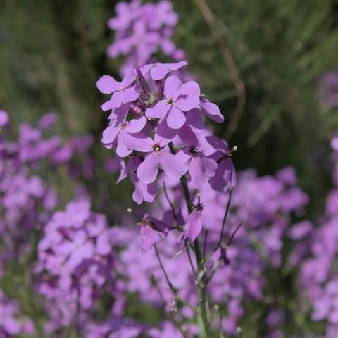 4-blättrige fliederfarbene Blüten