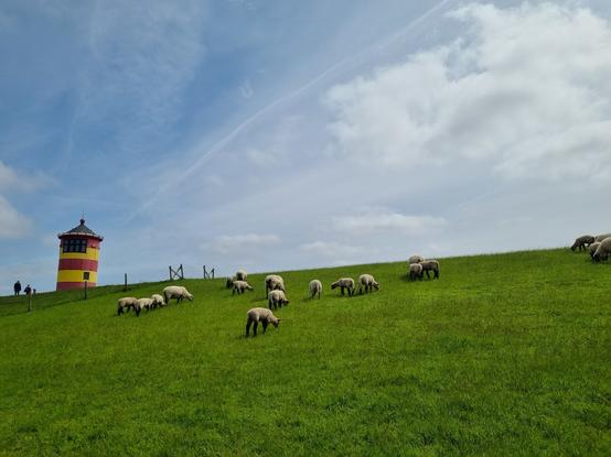 Pilsumer Leuchtturm mit Schafen