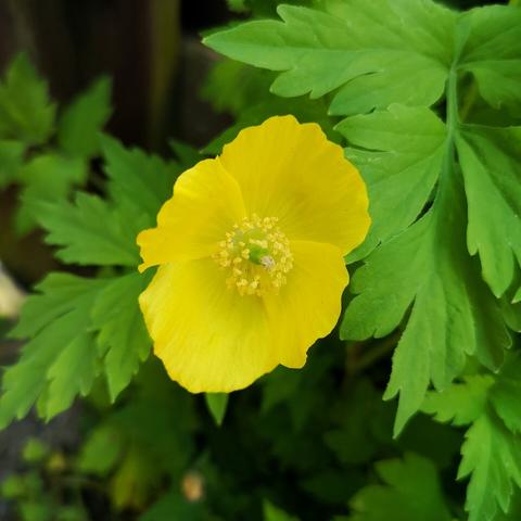 A yellow poppy with four ruffled petals surrounded by green leaves.