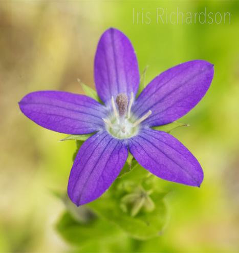 Purple Clasping Venus's Looking Glass Flower - a tiny purple star shaped flower with short round leaves.  The flower is a bright purple and the backbround warm and fresh soft greens. Small bees love the clasping venus's looking glass flower. This wildflower adopted our garden. Every year we seem to attracked more native plants. We keep our garden pesticied free to ensure pollinators have a safe food source. This plant has plenty of benefits including improving the soil around itself. It is not invasive which is always good to know.  Artist Iris Richardson, Gallery Pictorem and ArtHero