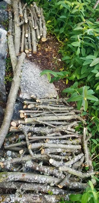 Building another Hügelkultur garden bed. Lots of small logs & sticks are layered.