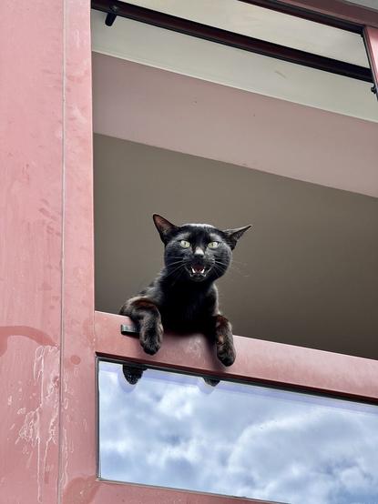 Black cat meowing from a window