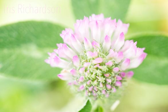 Pink Clover Flower - A pink half opened clover flower with a soft green foliage background. The pink clover flower itowards the right side of this floral macro photograpny composition. The pink clover is a local wildflower. Our honey bees love the clover flowers, The pink clover flowers have a honey-like fragrance.The flower and its foliage are edible and used in herbal remedies. The appearance of one of these elusive plants is a sign of very good fortune to come . Artist Iris Richardson, Galleries ArtHero and Pictorem