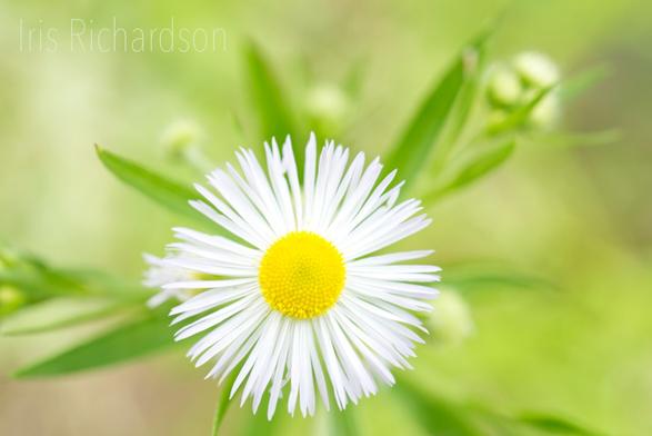 White Daisy Fleabane Flower /Erigeron strigosus -  a single white open fleabanes flower with small buds below it. The background is a beautiful soft lime-green color. There are abouyt 170 varieties of the fleabanes flower in north america. The  Daisy Fleabane are the host plants for the Lynx Flower Moth (Schinia lynx) This wildflower blooms in late spring. It grows in clusters of 40-100 blossoms.   "The Cherokee and other Native American tribes used Philadelphia fleabane for a variety of medicinal purposes including epilepsy. A poultice was made from the plant to treat headaches. The roots were either made into tea or chewed to treat colds and coughs." source https://plants.usda.gov/DocumentLibrary/plantguide/pdf/cs_erph.pdf  Artist Iris Richardson, gallery ArtHero and Pictorem