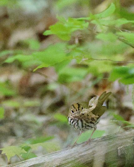 An ovenbird with nesting material in its beak standing on a fallen branch under some green leaves.
