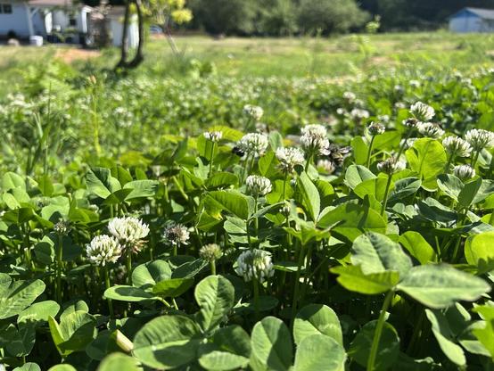 Native bee buzzing the white clover
