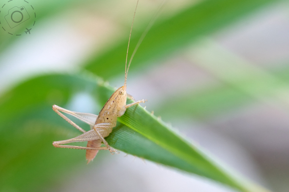 Grasshopper like creature clinging onto a pandanus leaf, near a billabong in Arnhemland.