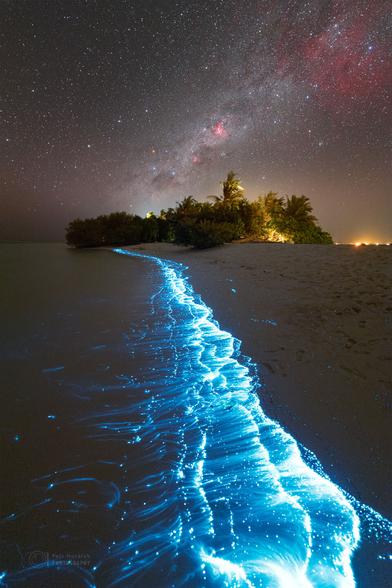 Looking along a beach at night toward an oasis of tropical trees on an island lit up by bright blue plankton. The bioluminescent plankton gives life to the lapping waves as the Milky Way lights up the overhead skies