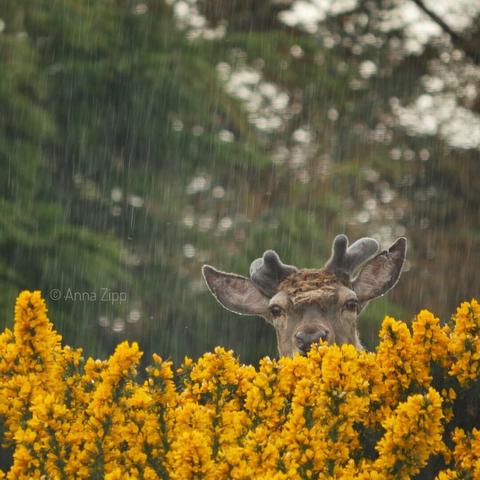 A young deer peeks over a broom hedge