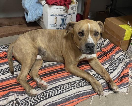 Light colored brindle dog, maybe a pittie, maybe has some boxer.