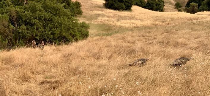 A couple of female turkeys in the grass in the foreground, while a male watches in the background.