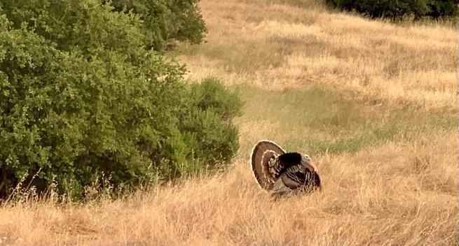 A handsome tom turkey shows off off his tail feathers.