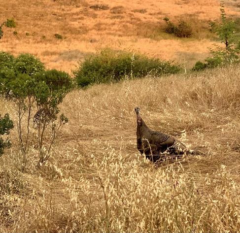 Closer shot of one of the female turkeys.