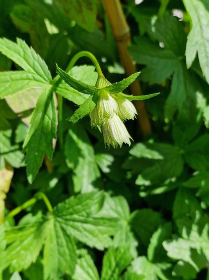 Die Astrantia major beginnt zu blühen.