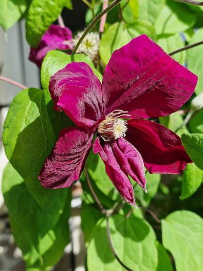 Eine rote Clematis viticella Sorte, die ich als Wildform vom Krabbeltisch gekauft hab. Eins ist sie ganz sicher nicht, die Wildform. Aber aus irgendeinem Grund finden Schwebfliegen sie toll, also bleibt sie erst mal.