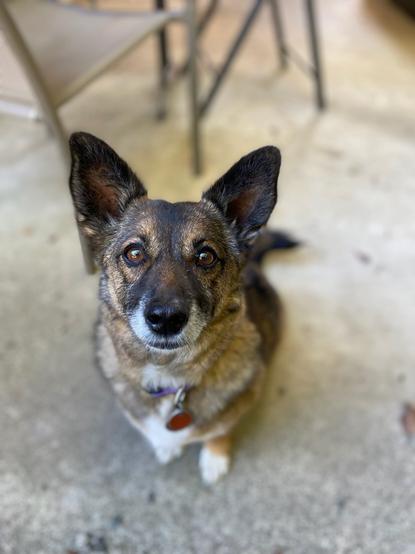 Oppy, a small fluffy brown and white dog with big ears, photographed in portrait mode with background blur, looking stunning.