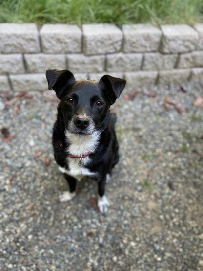 Spiri, a small black dog with a white chest and paws, photographed in portrait mode with a blurry background and looking handome as all get out.