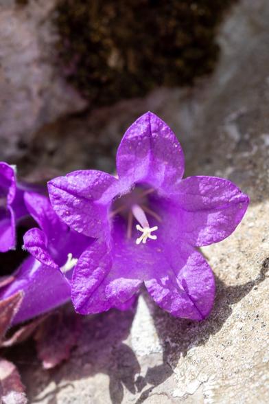 Closeup of a purple flower