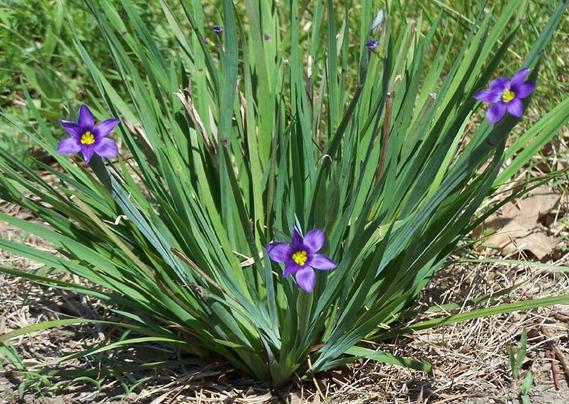 Thin, green, grass-like foliage with small purple flowers having six petals and yellow centers.