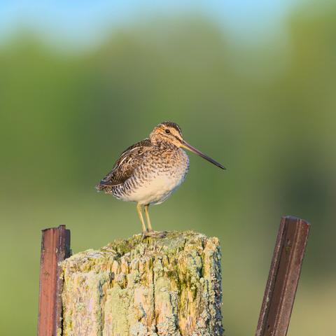 A Wilson's snipe standing on a fence post.
