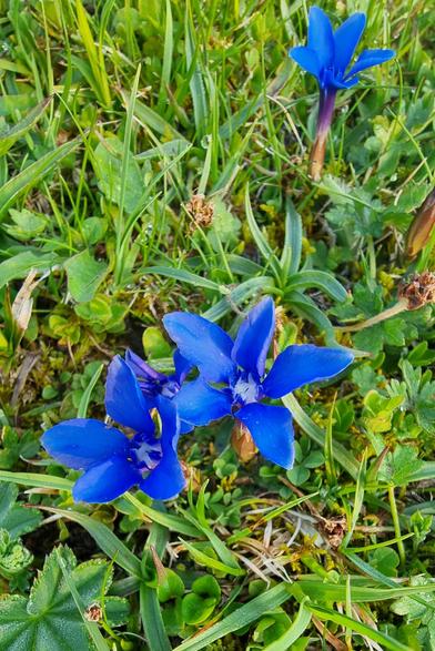 Der Frühlings-Enzian (Gentiana verna)