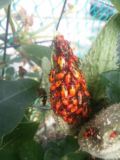 A photograph of a cluster of large milkweed bugs gathered on a common milkweed pod. The milkweed bugs are in various stages of growth, with some very small and other almost adult size. All are bright red and orange in color, with black heads, antenne and legs. Those closer to being adults also have small, still-forming black wings on their backs. The milkweed pod is light green and covered with soft spikes. The leaves are dark green, and there is a chainlink fence visible in the background.