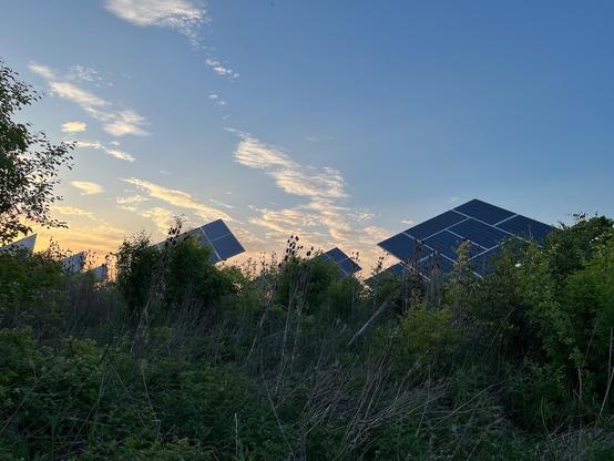 Solar array overgrown by plants in Palatine IL
