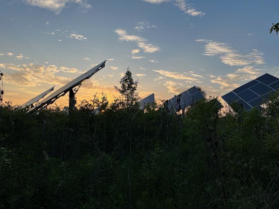 Solar array overgrown by plants in Palatine IL at sunset