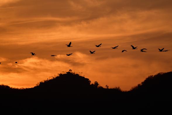 Magpie Geese on the wing at dawn