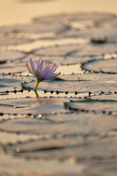 Water lilies at dusk