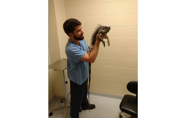 V. David Munteanu readying an iguana for data collection.